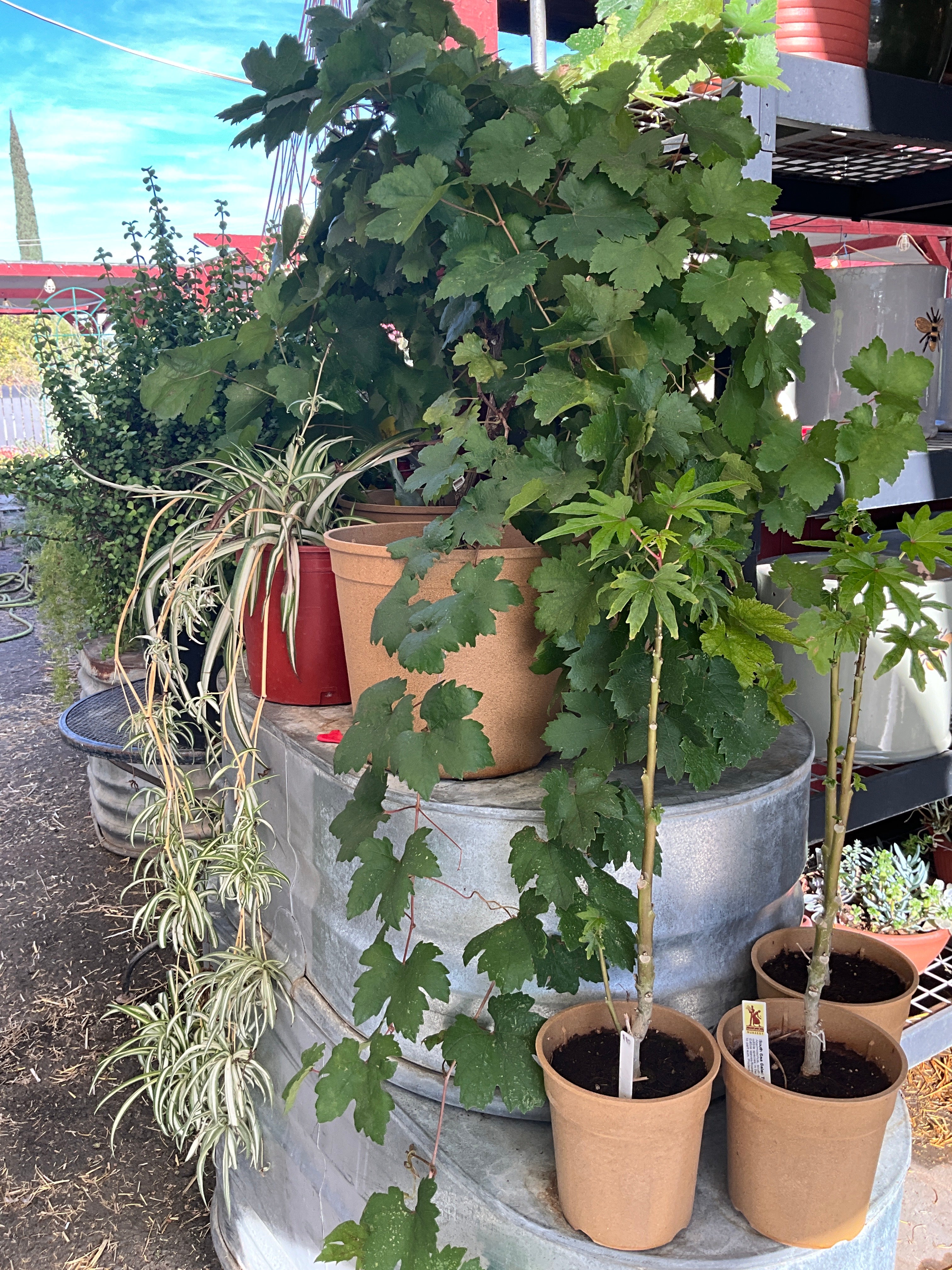 SP_Outdoor Flowers