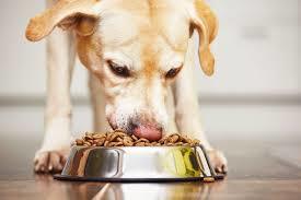 Dog Food Dry