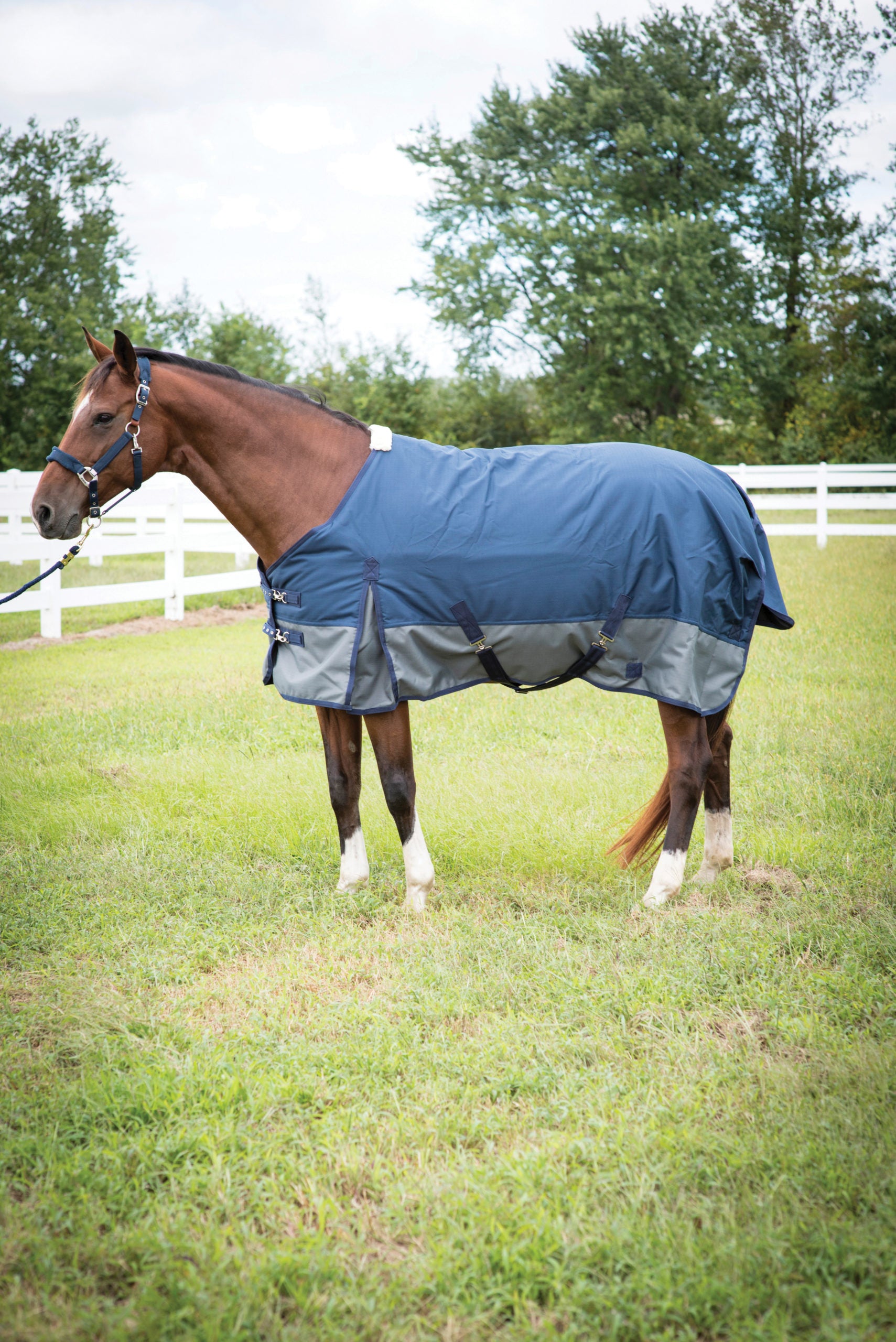 Horse blankets