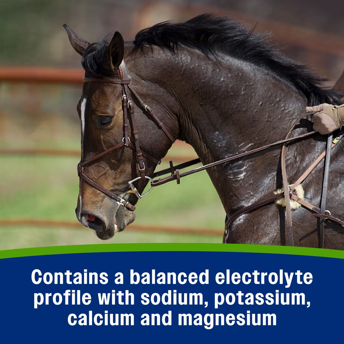 Farnam Apple Elite Electrolyte Paste Apple Flavored Horse Supplement 60ml