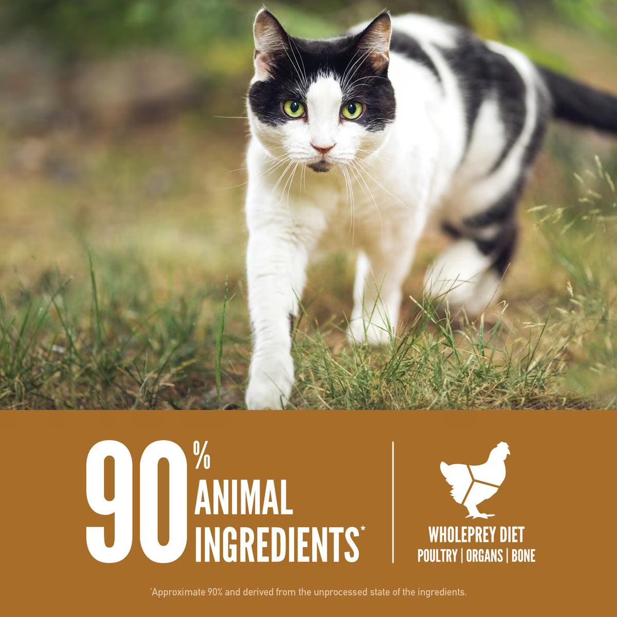 ORIGEN Cat & Kitten 4