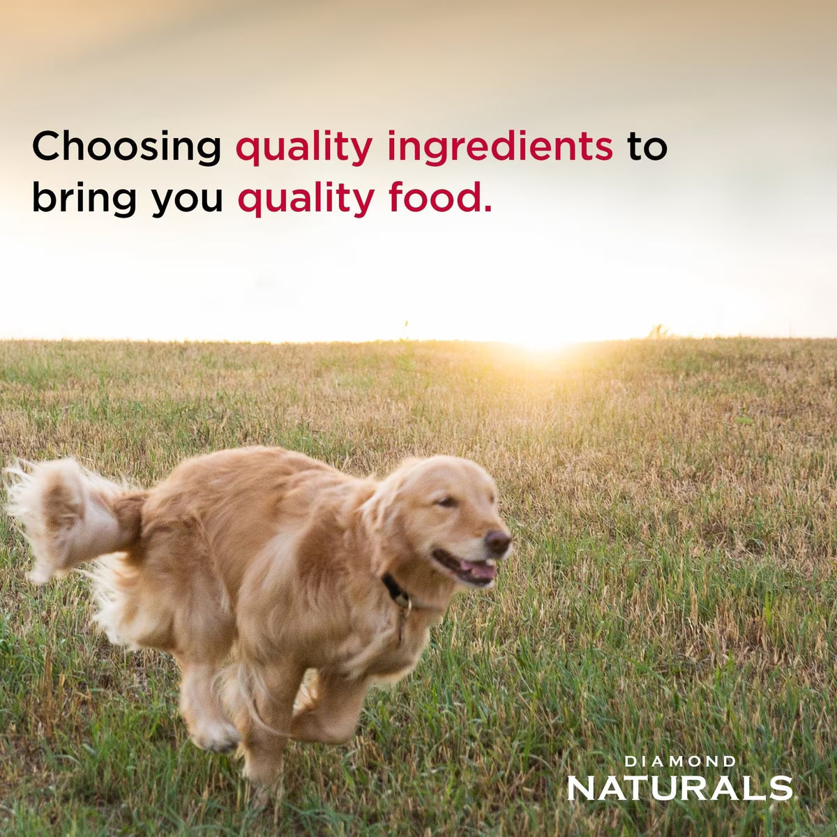 Diamond Naturals Small Breed Adult Chicken & Rice Formula Dry Dog Food 6lb