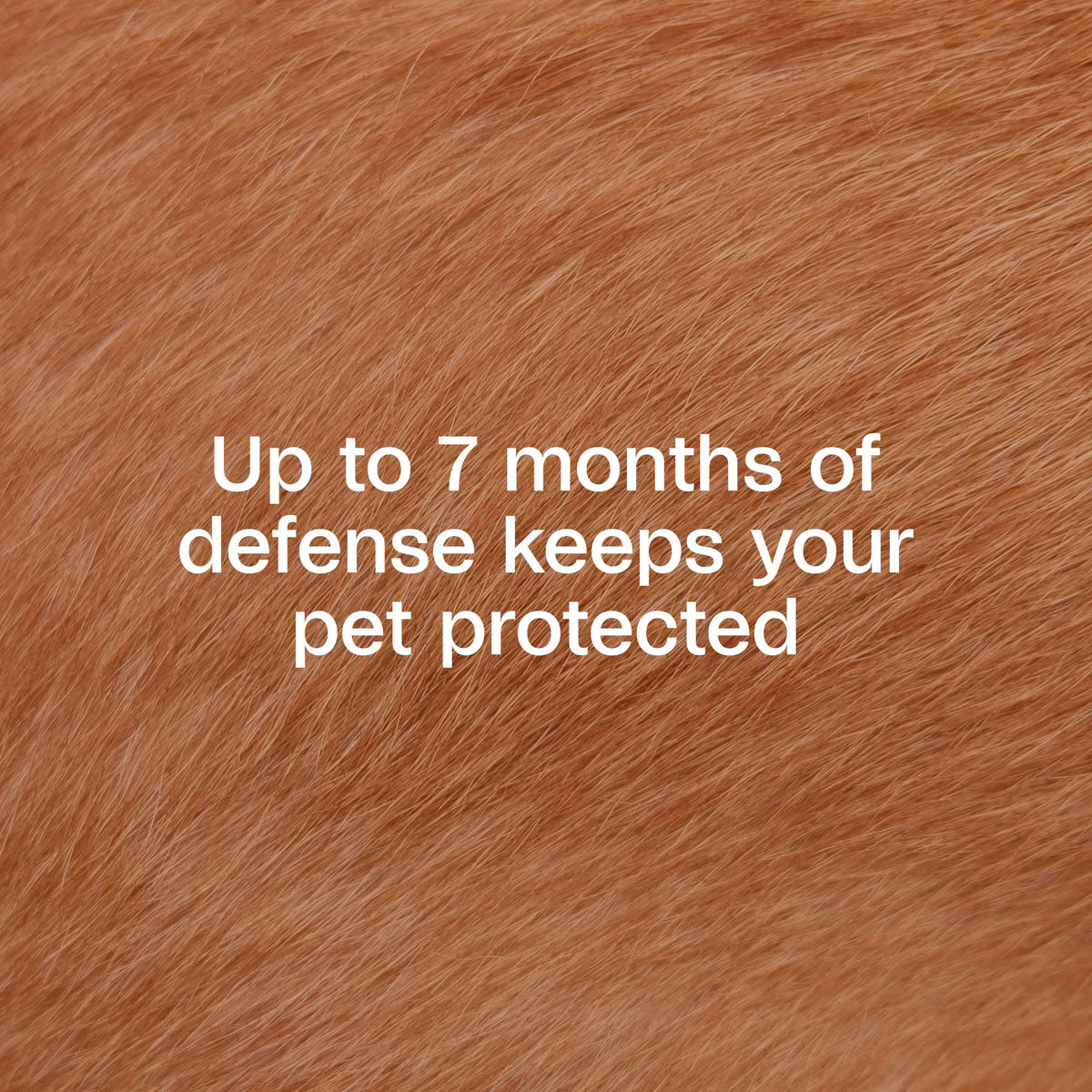Adams Plus Flea & Tick Collar for Large Dogs 1ct 7 Month Supply