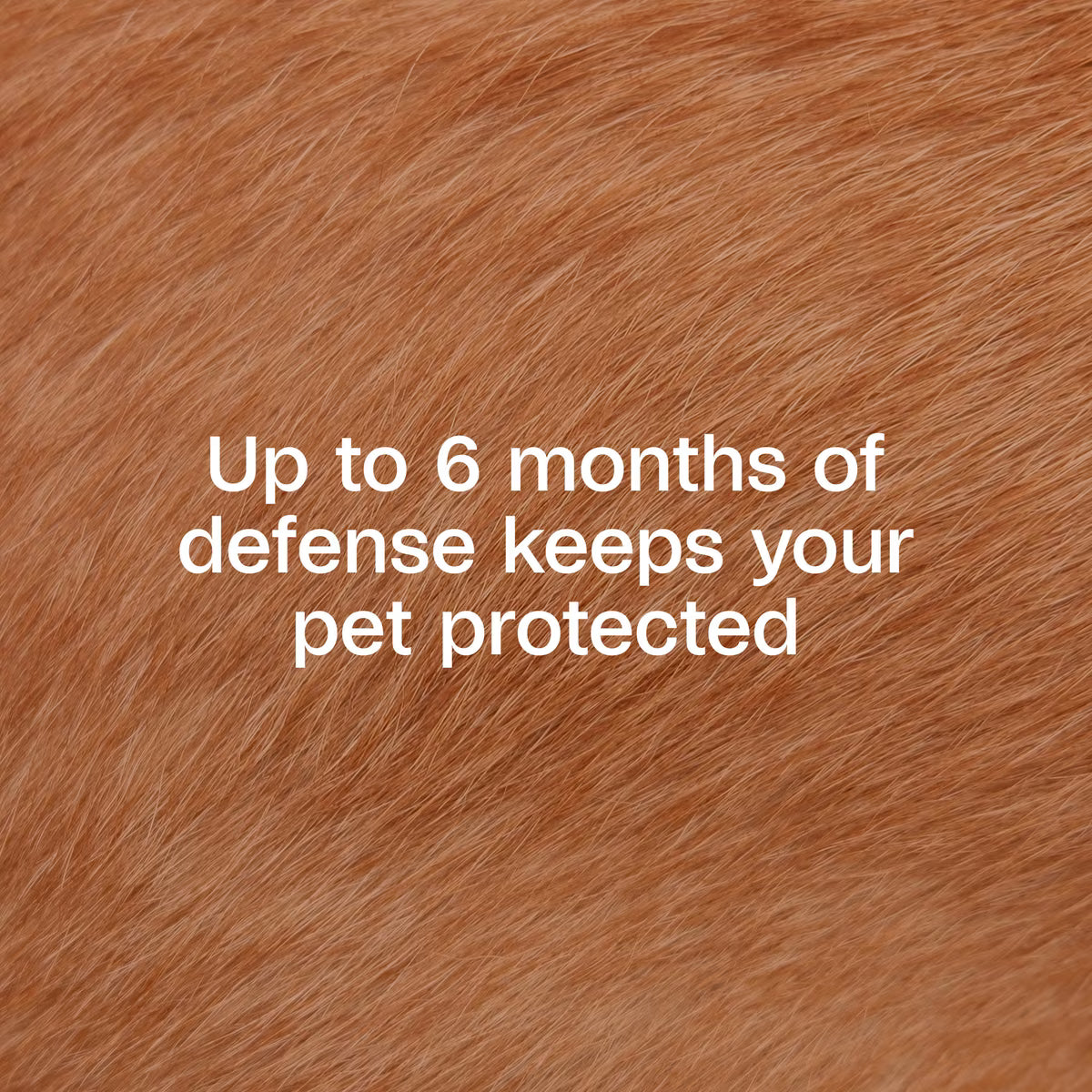 Adams Flea & Tick Collar for Dogs & Puppies 2 Pack 12 Month Supply