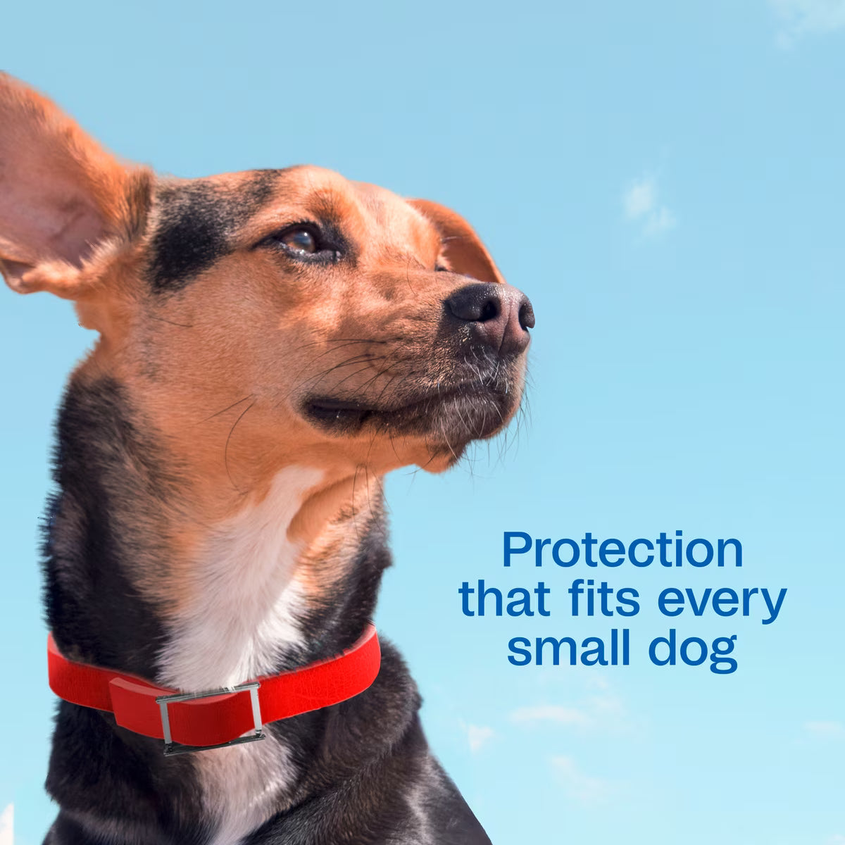 Adams Plus Flea & Tick Collar for Small Dogs 1ct