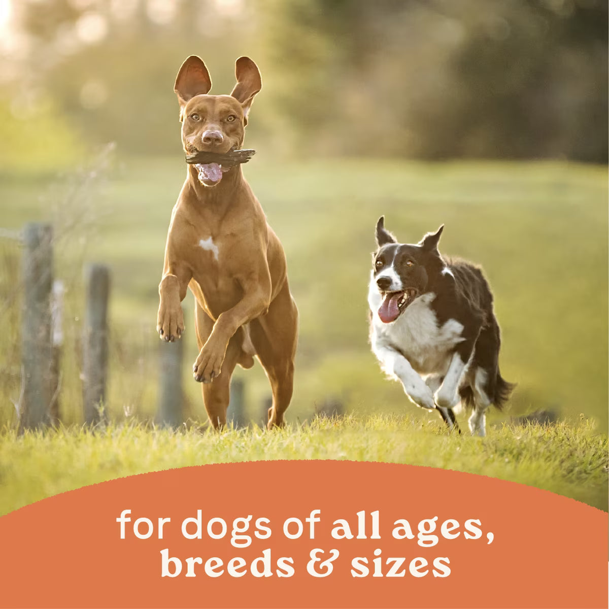 Canidae All Life Stages Chicken & Rice Formula Canned Dog Food 13oz