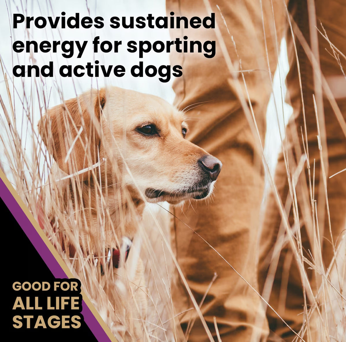 VICTOR Professional Active Sporting Gluten-Free Dry Dog Food 50lb