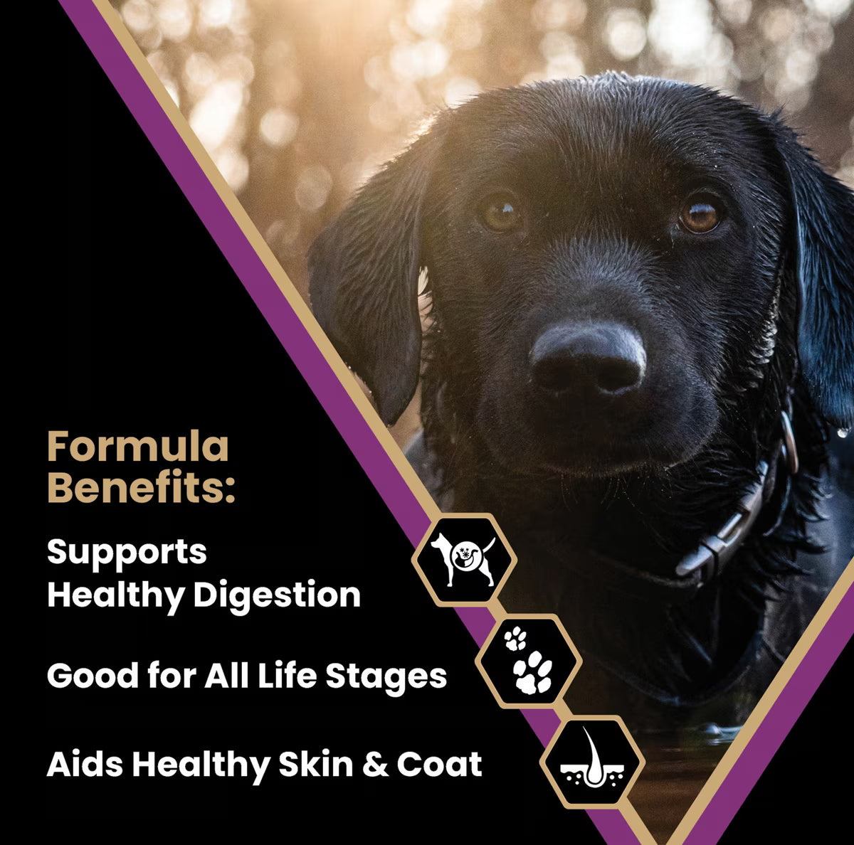 VICTOR Professional Active Sporting Gluten-Free Dry Dog Food 50lb