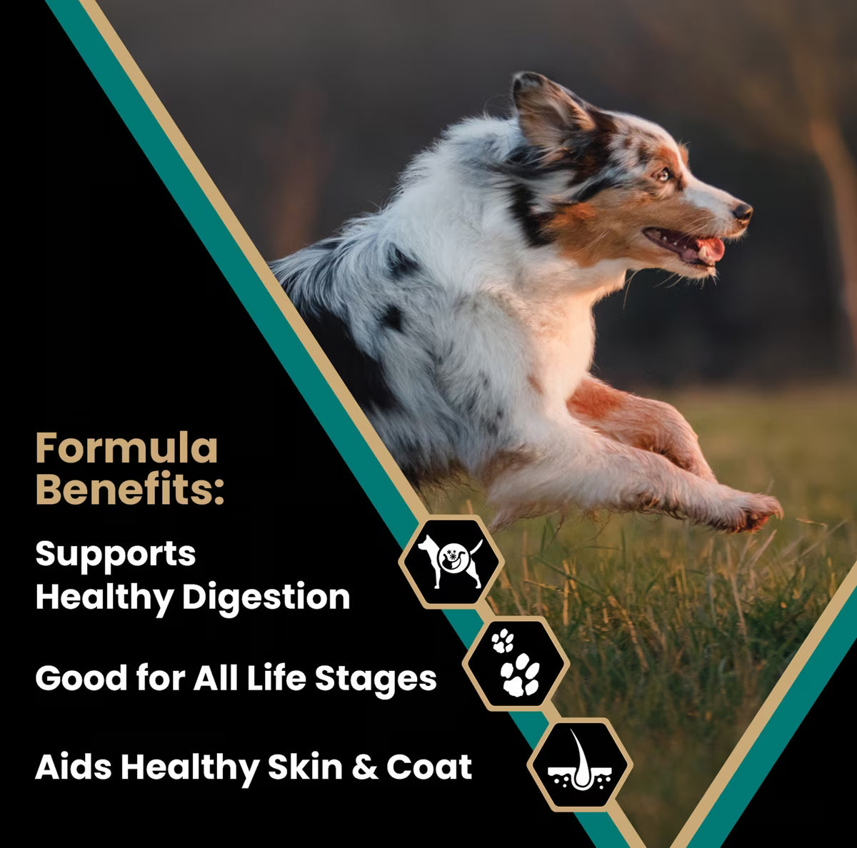 VICTOR Gluten-Free Ocean Fish Formula Dry Dog Food 40lb