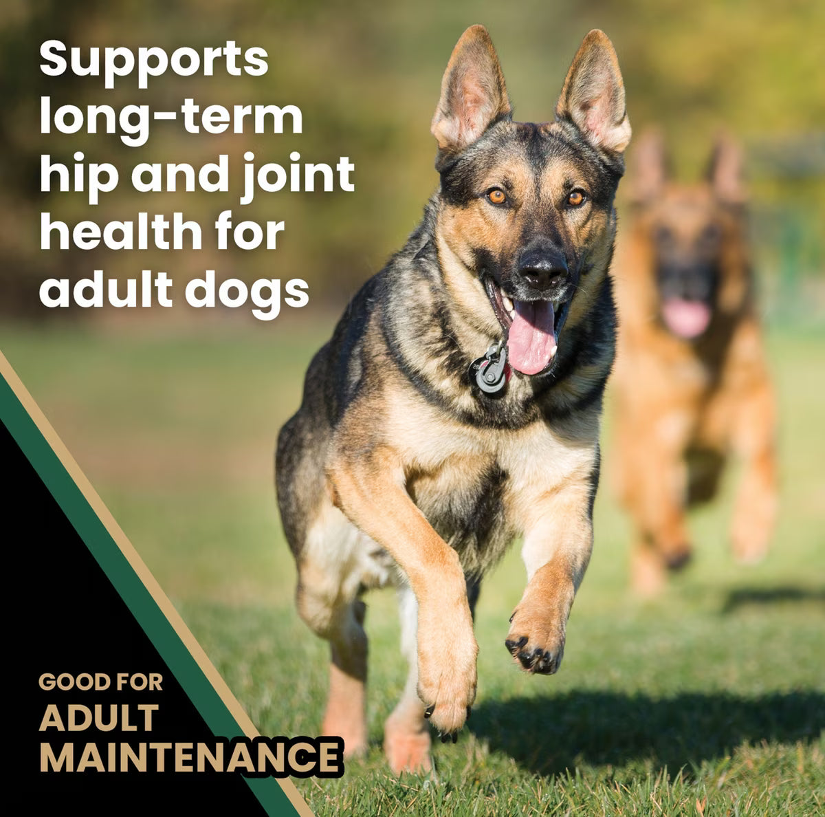 VICTOR Grain-Free Hero Canine Hip & Joint Support High Protein Adult Active Dry Dog Food 50 lb