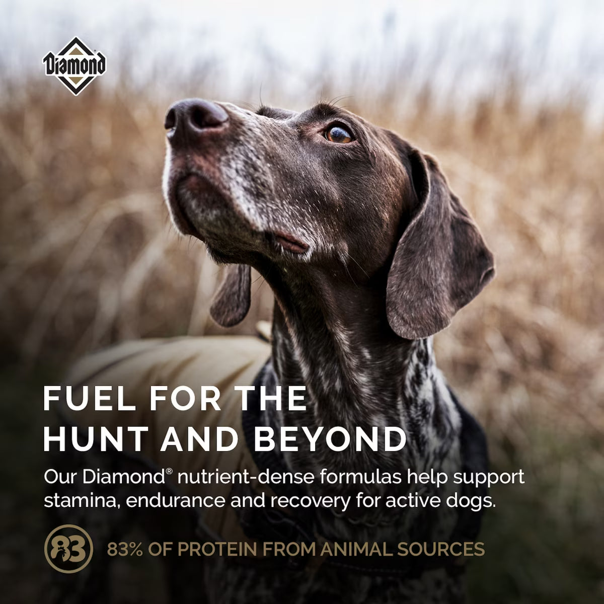 Diamond Performance All Life Stages 30/20 High Protein Formula for Highly Active, Hard Working & Athletic Dogs Dry Food 40lb