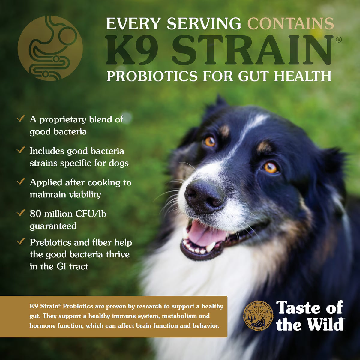 Taste of the Wild Ancient Mountain Roasted Lamb & Ancient Grains Recipe Dry Dog Food 14lb