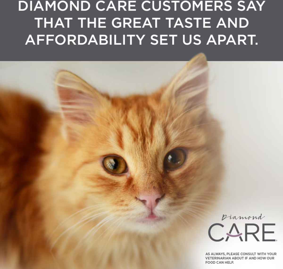 Diamond Care Urinary Support Formula Adult Dry Cat Food 6lb