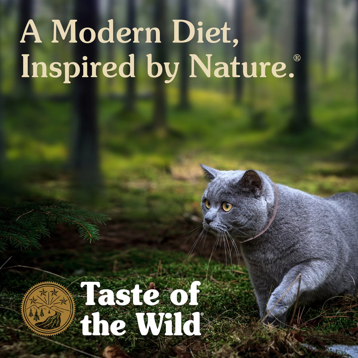 Taste Of The Wild Rocky Mountain Feline Recipe with Salmon & Venison in Gravy Canned Cat Food 3oz