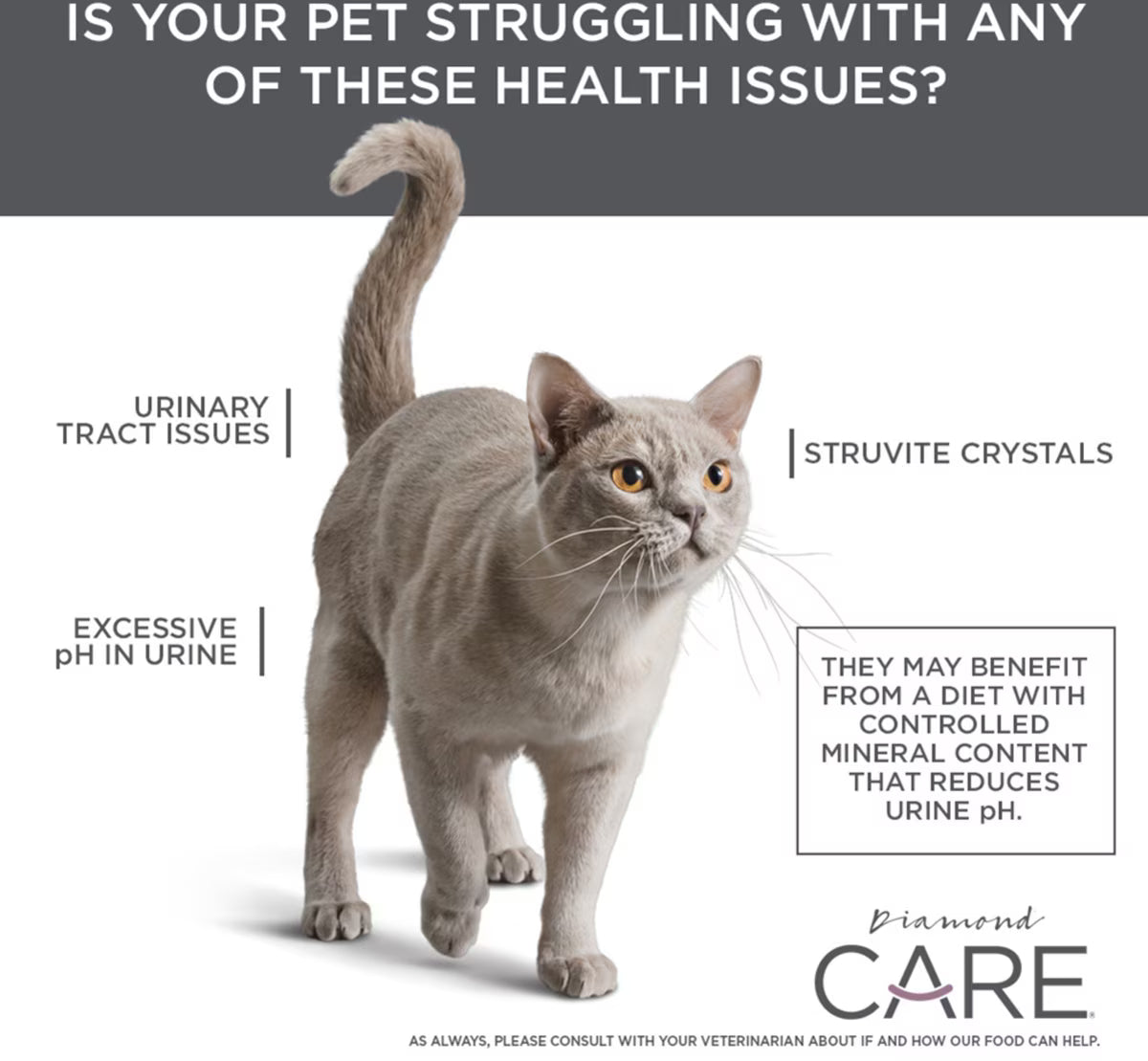 Diamond Care Urinary Support Formula Adult Dry Cat Food 6lb