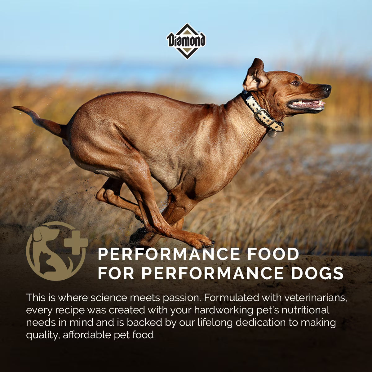 Diamond Performance All Life Stages 30/20 High Protein Formula for Highly Active, Hard Working & Athletic Dogs Dry Food 40lb