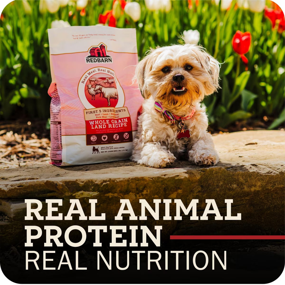 Redbarn Whole Grain Ocean Recipe Dry Dog Food 22lb
