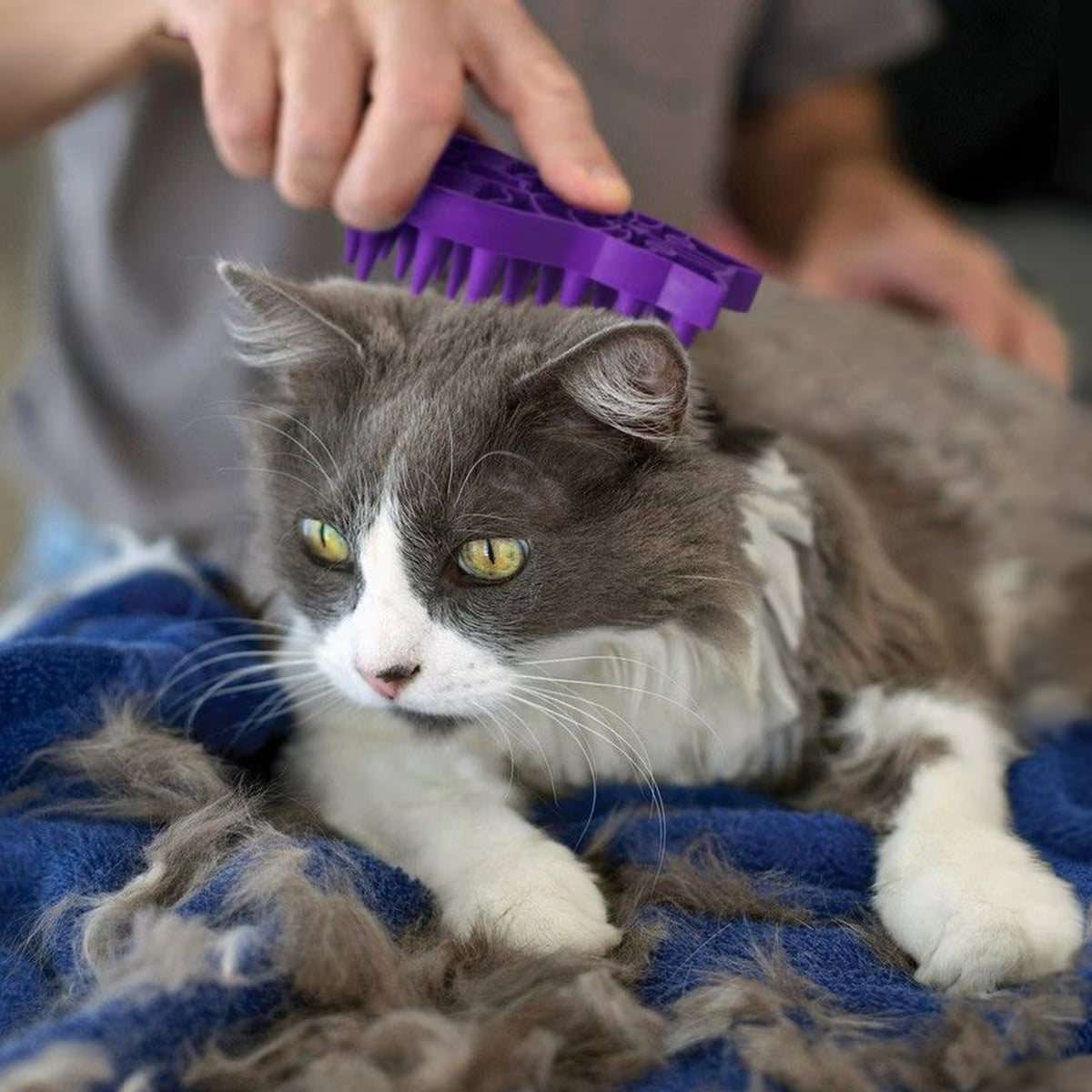 ZOOM GROOM FIRM PURPLE