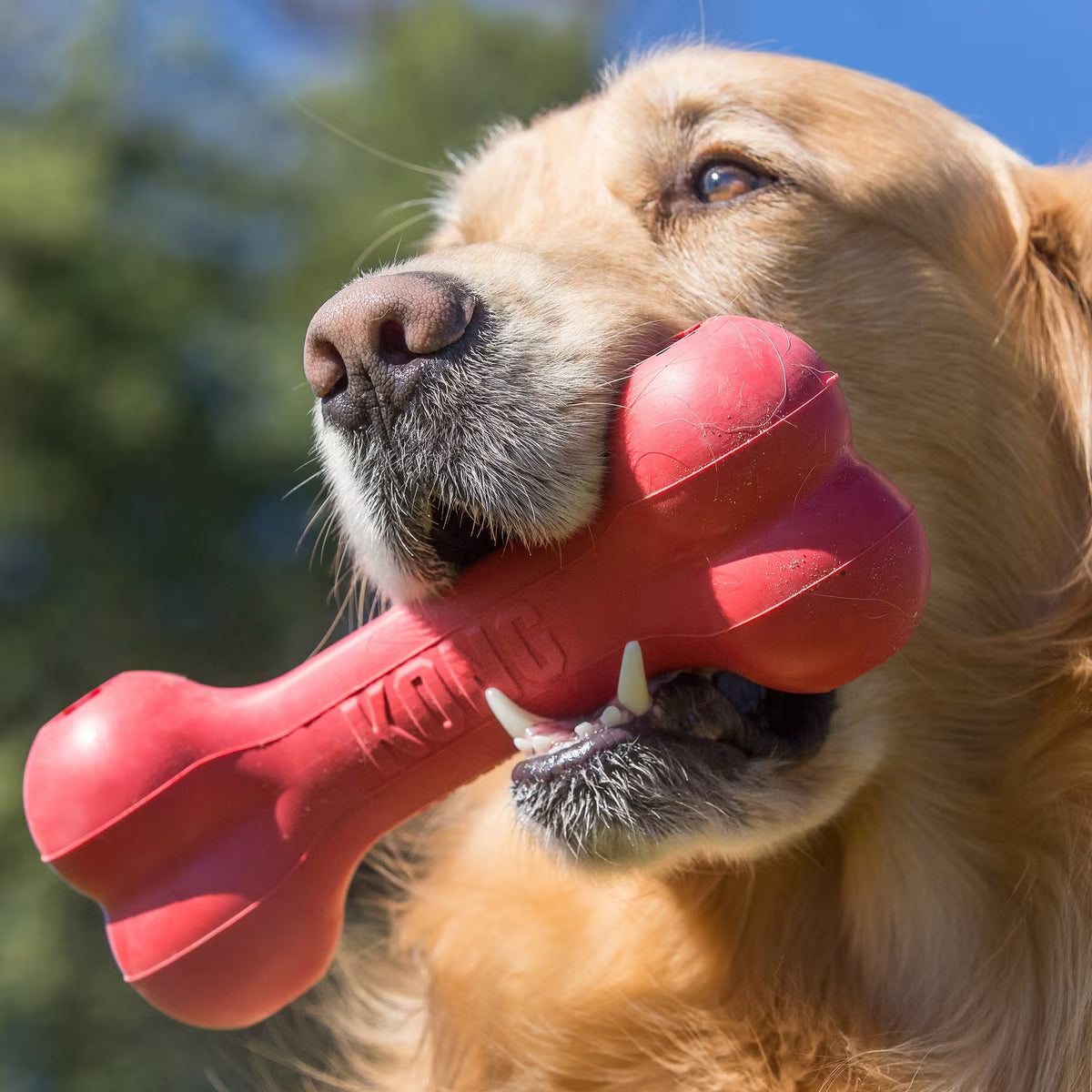 KONG Goodie Bone Red L