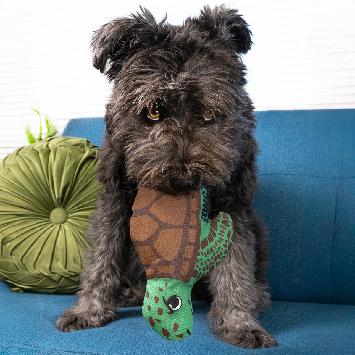 Kong Maxx Turtle Tough Squeaky Dog Toy Medium