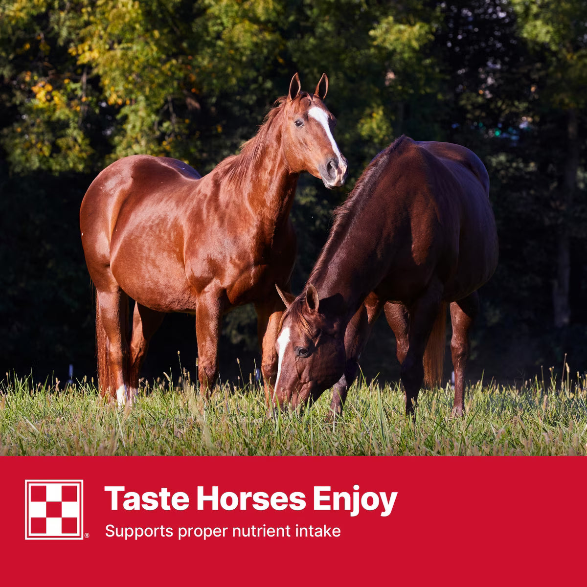 Purina Strategy Professional Formula Horse Feed 50lb