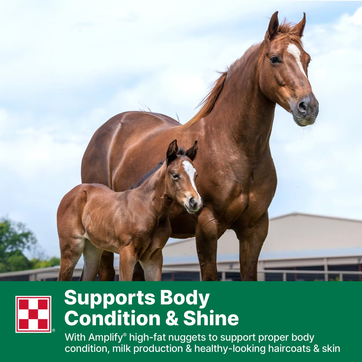 Purina Omolene 300 Mare & Foal Horse Feed 50lb