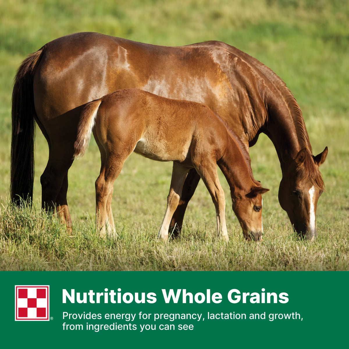 Purina Omolene 300 Mare & Foal Horse Feed 50lb