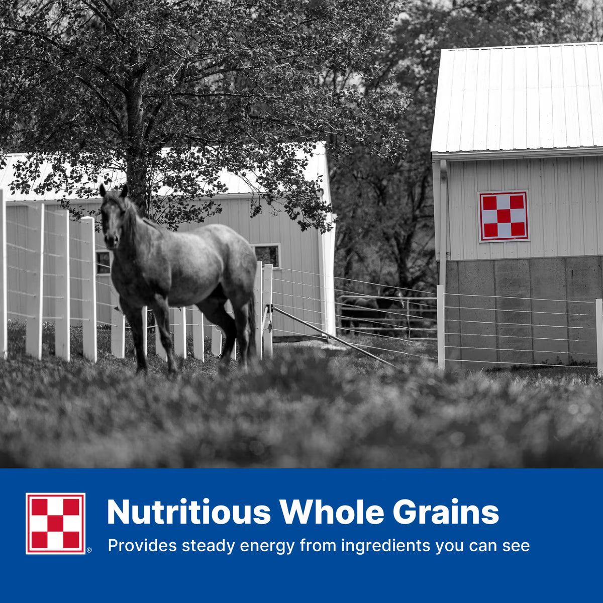 Purina Omolene 100 Active Pleasure Horse Feed 50lb