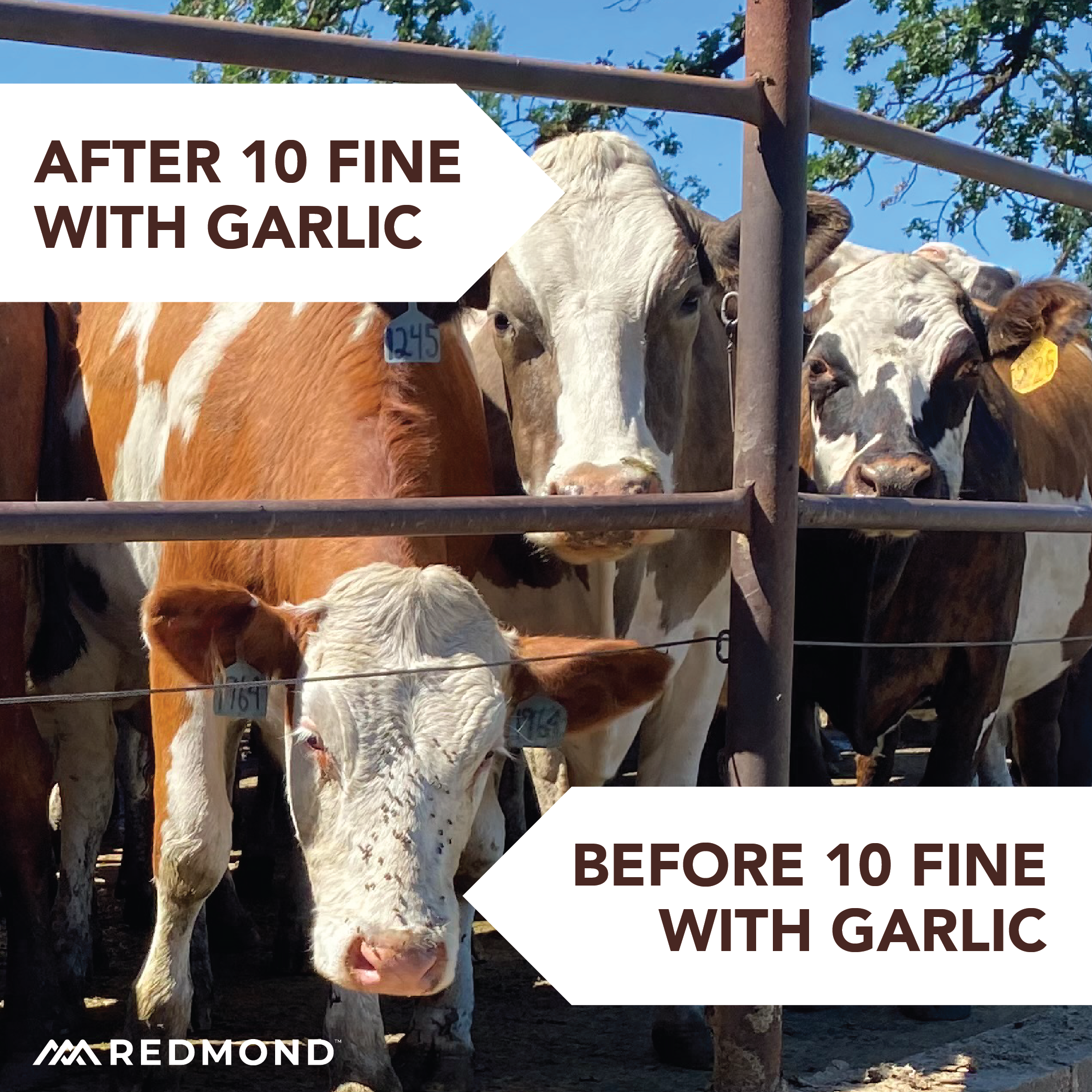 10 Fine with Garlic