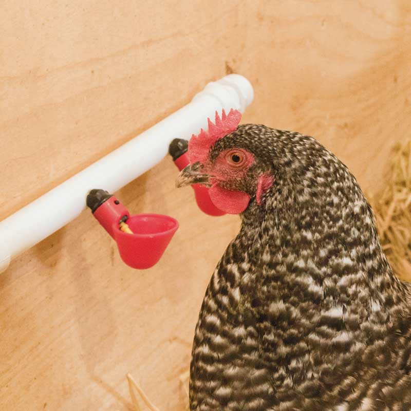 POULTRY DRINKING CUPS 2 PACK