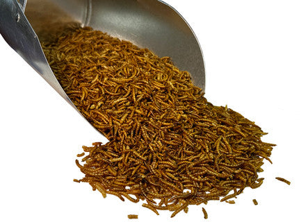 Bar ALE Tillie's Treats Dried Mealworms 10oz