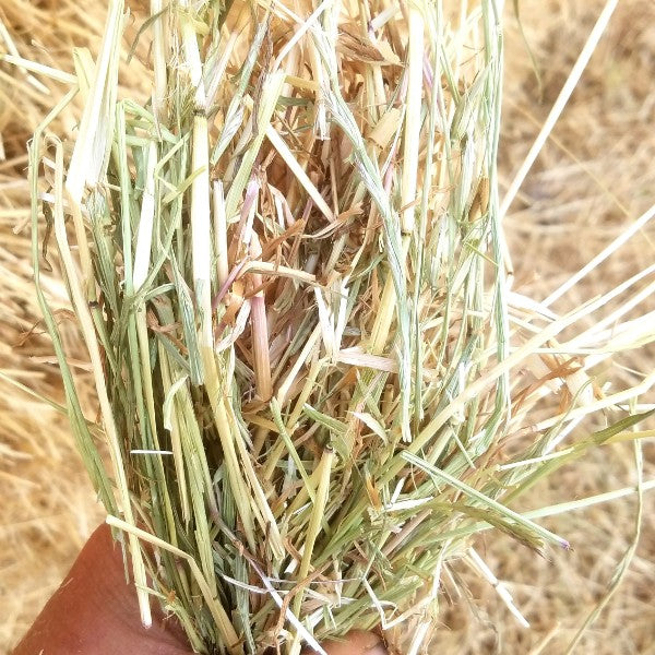 GRASS HAY RYE GRASS