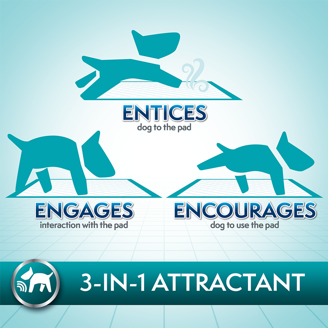 SS Training Pads XL 20x30 50ct