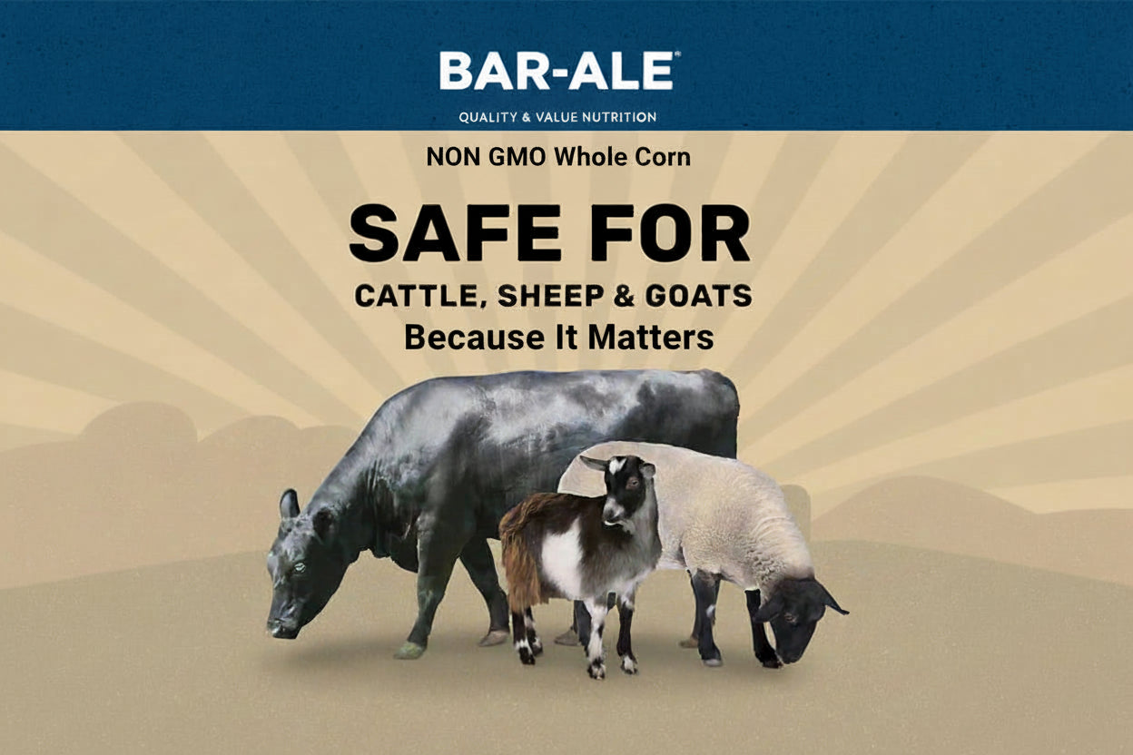 Bar-Ale Non GMO Whole Corn