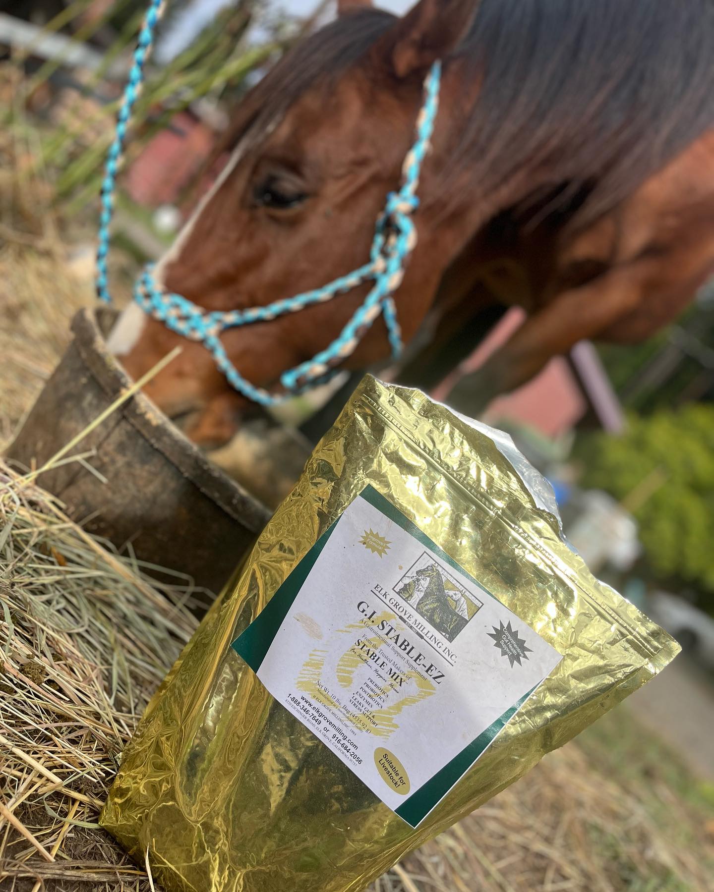 EG G.I STABLE-EZ 10LB BAG
