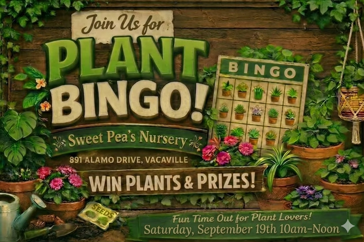 Sweet Peas Plant Bingo - September 19th 10am-Noon