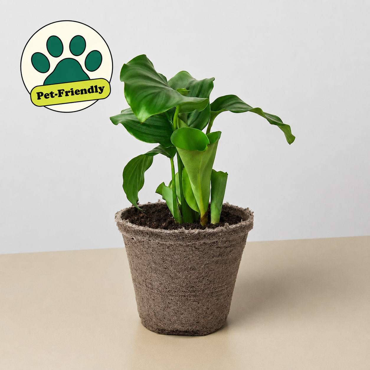 Calathea 'Orbifolia'