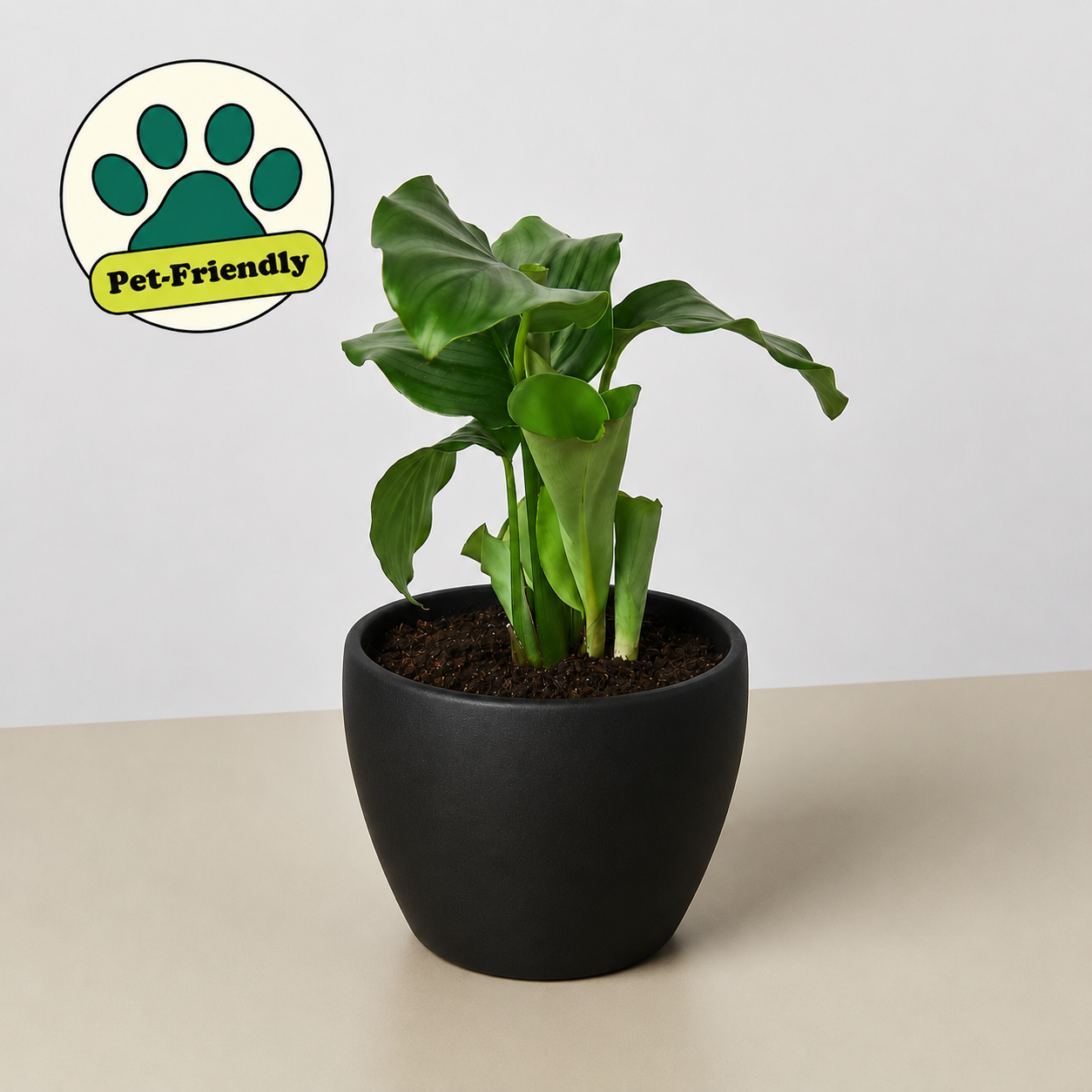 Calathea 'Orbifolia'