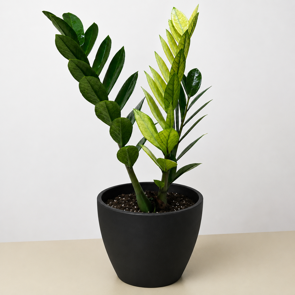 Zamioculcas 'Chameleon'