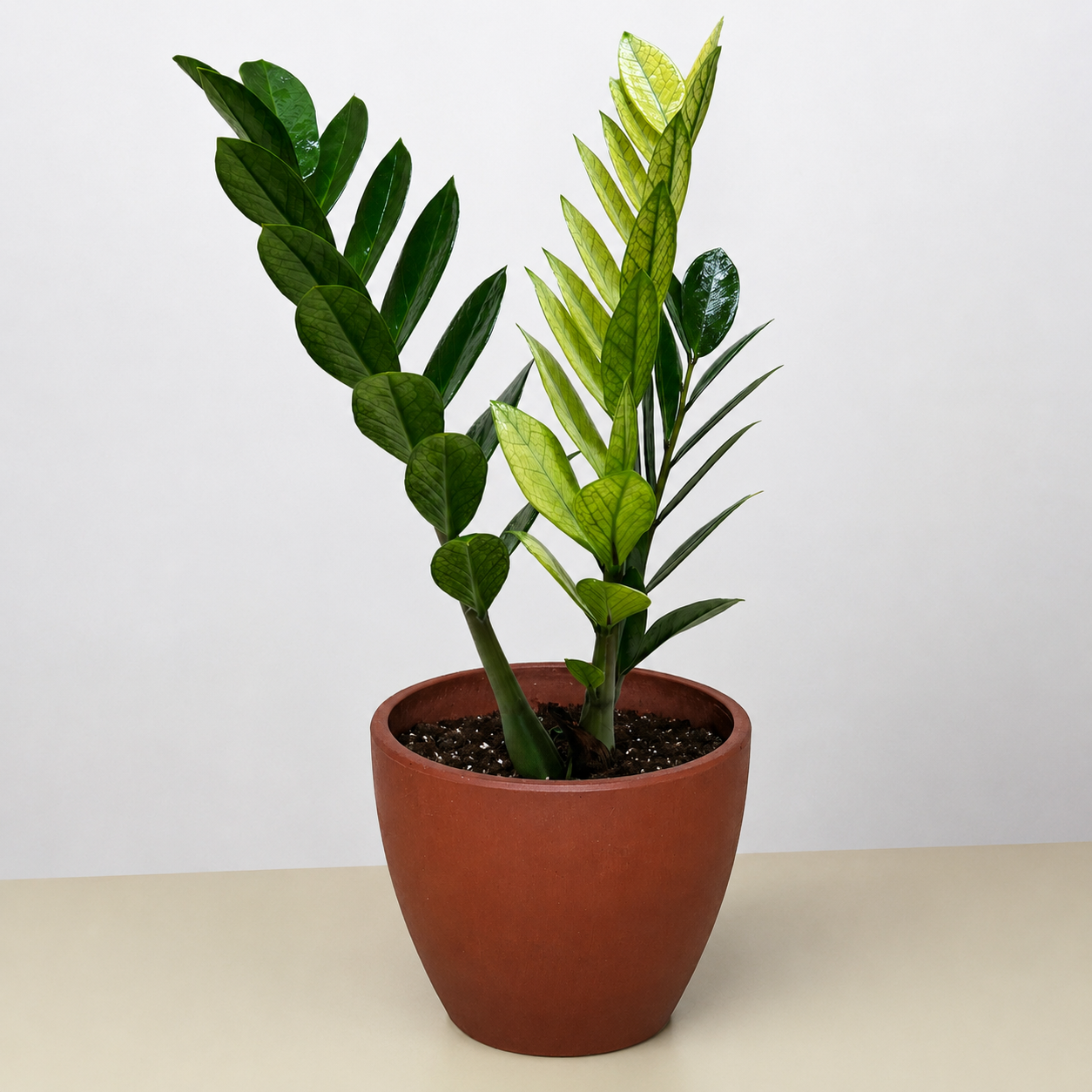 Zamioculcas 'Chameleon'