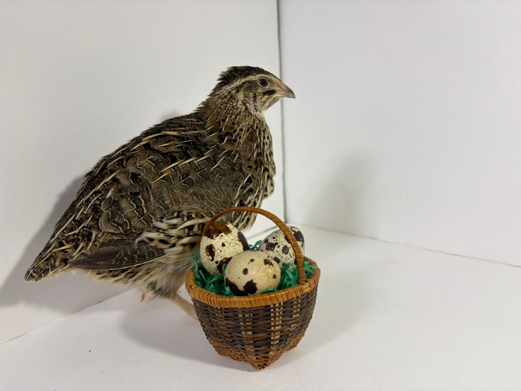 Jumbo Coturnix Quail Eggs Brown/Wild type for Hatching, Fertile Quail Eggs from Quality Monitored Flocks Birds Reach Jumbo Size Within 10 Weeks