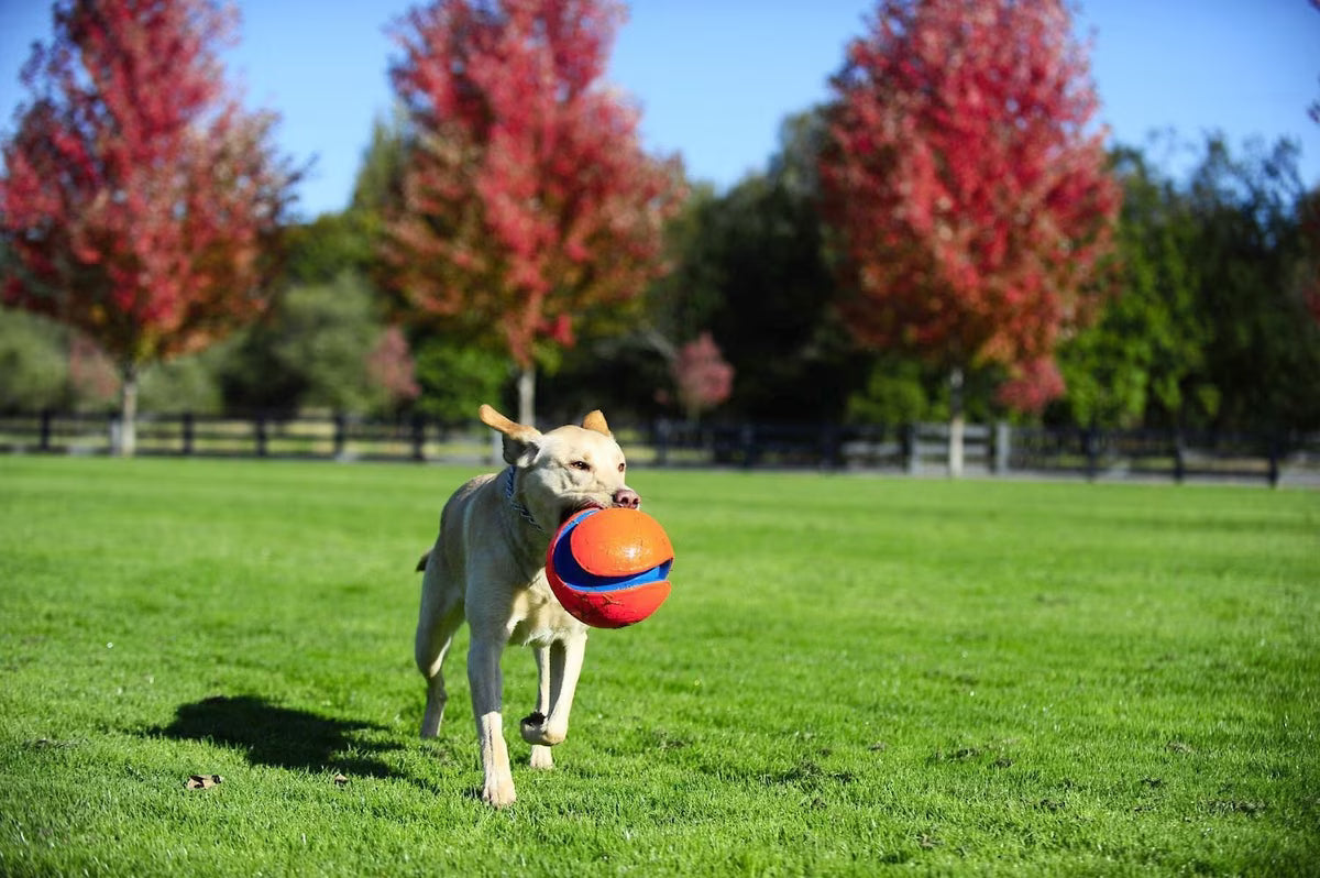 CAN TOY KICK FETCH SM