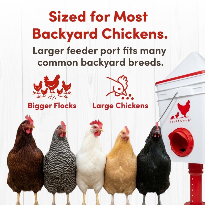 RentACoop 25lb BPA-Free Chicken Feeder with 4 Large Ports and Adjustable Stand - Center Placement