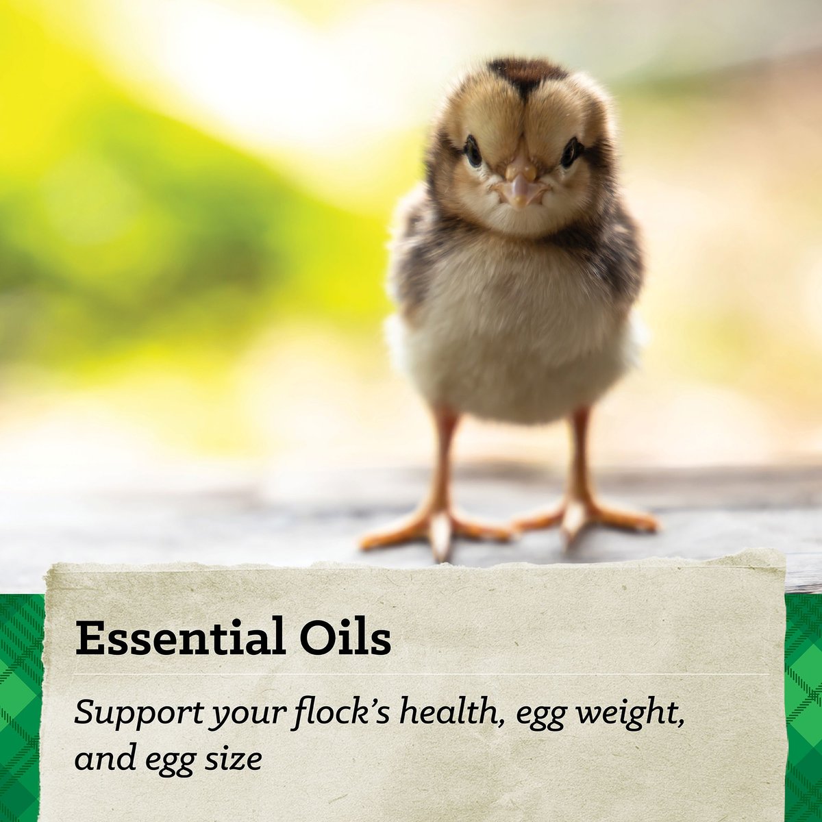 CHICKSTARTER nutrena #40