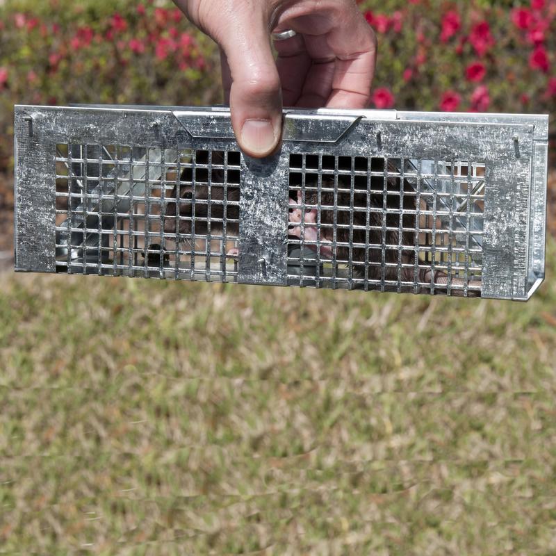 Havahart Small Live Catch Cage Trap For Mice