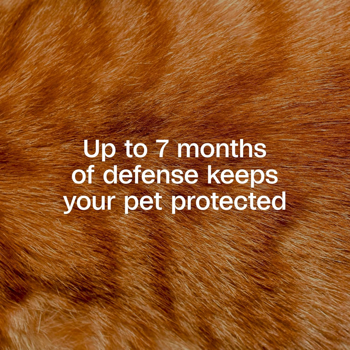 Adams Plus Flea & Tick Collar for Cats Adjustable 1ct
