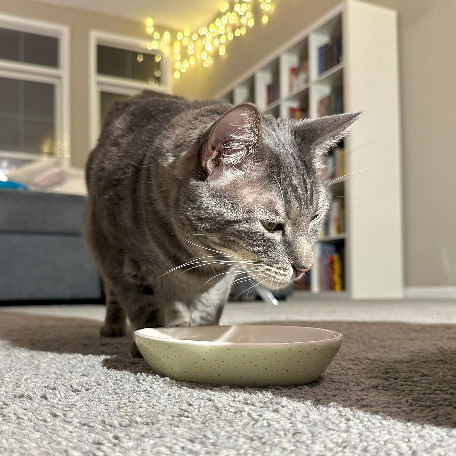Oval Cat Dish