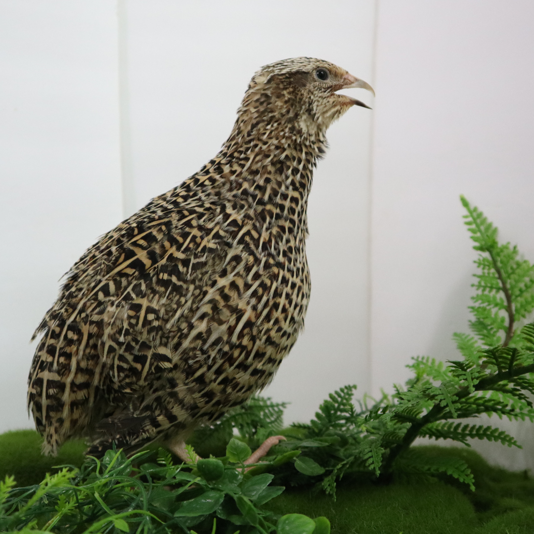 Autumn Sparkly Quail Hatching Eggs