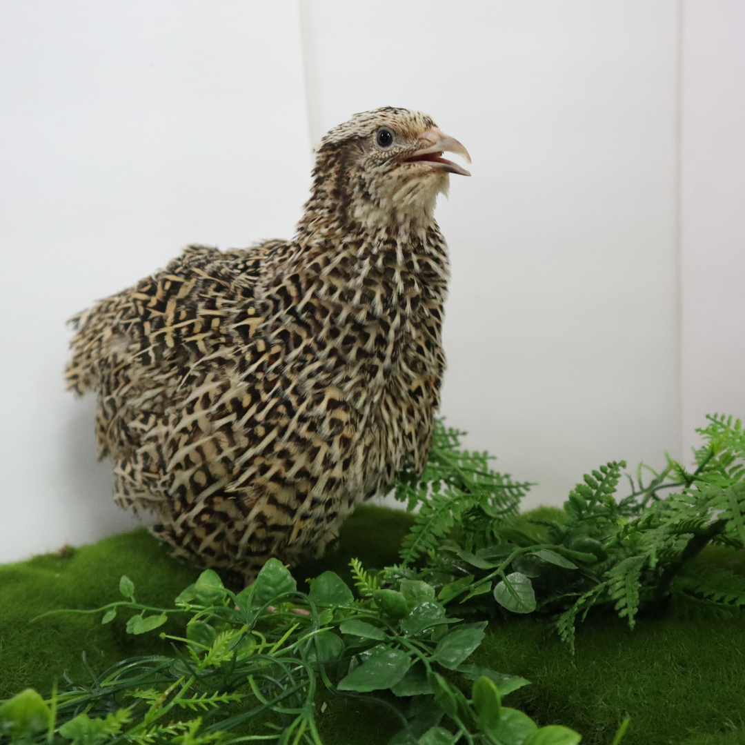 Autumn Sparkly Quail Hatching Eggs