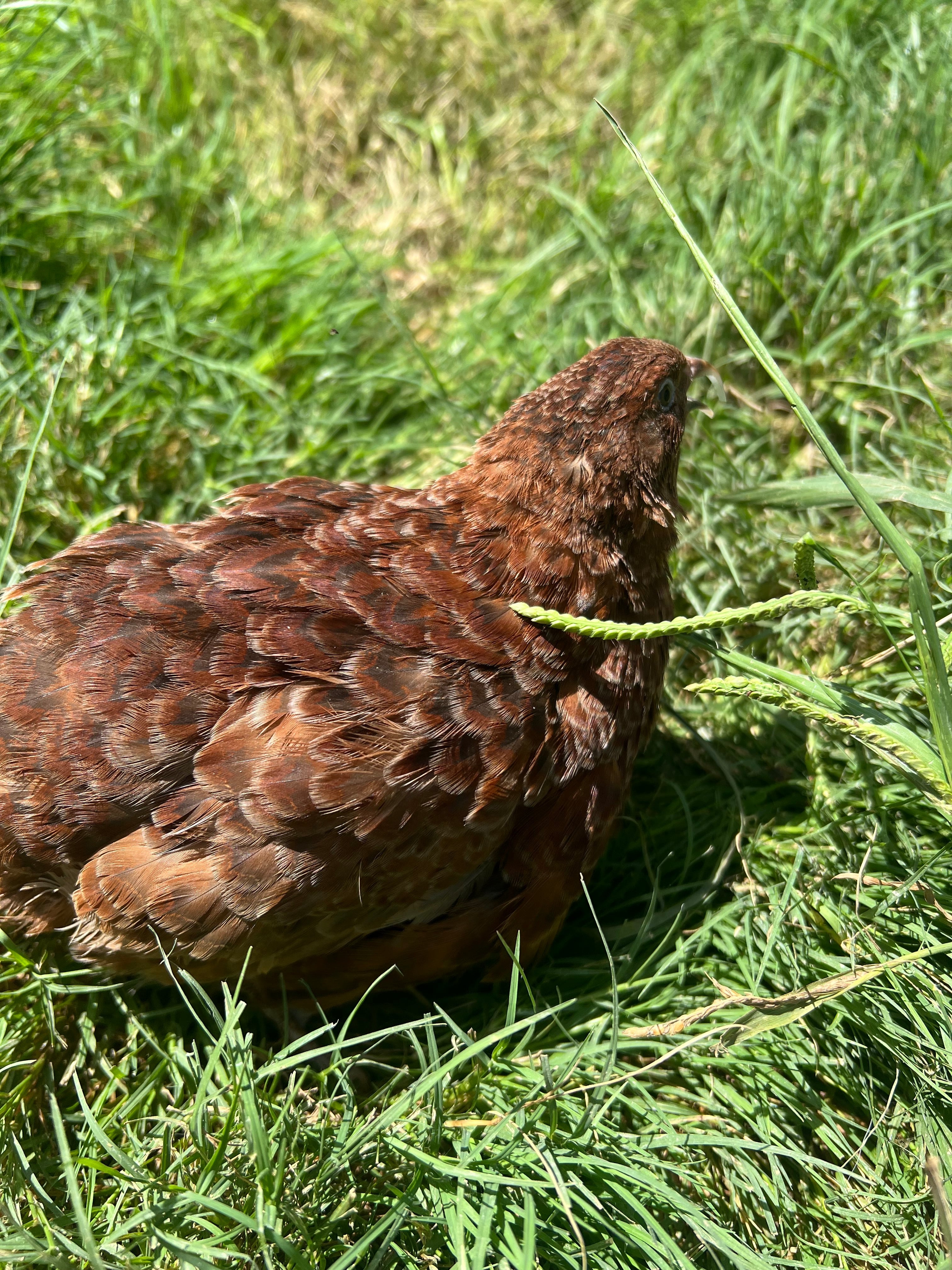 Red Range Coturnix Quail Hatching Eggs